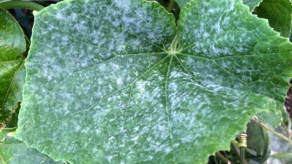 Powdery Mildew Agricultural Solutions 8787